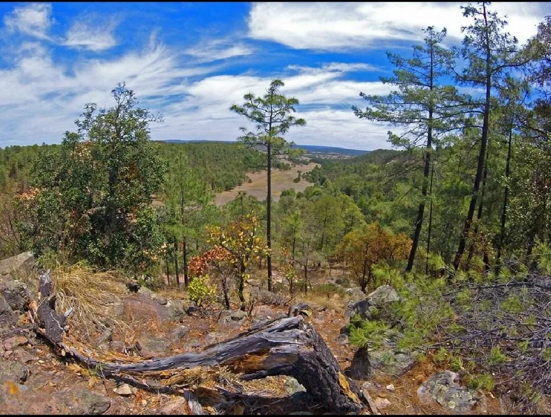 Terreno en Fracc. Bosques de Montesión